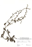 藏品(細纍子草)的圖片